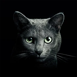 أيقونة Find a Cat